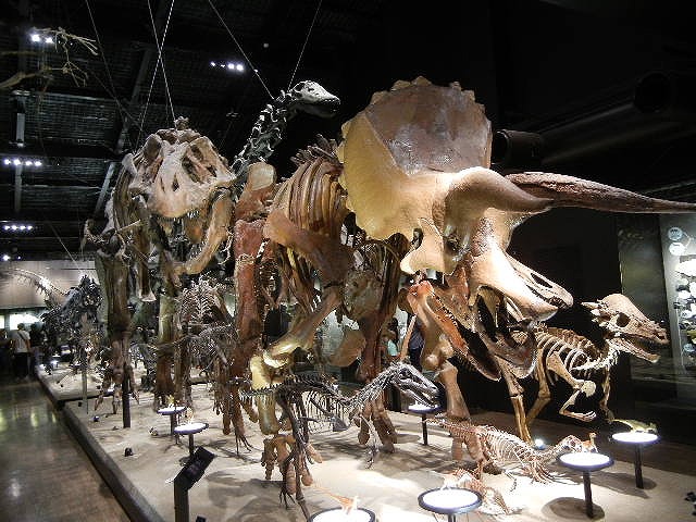 トリケラトプス化石